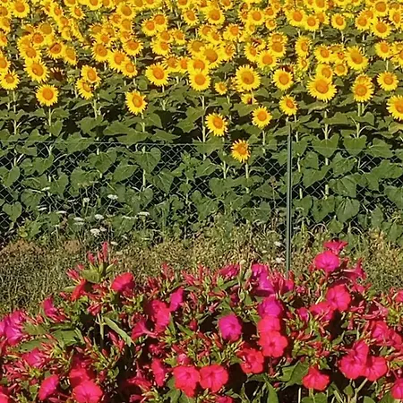 Casa Marblu Via Cairoli, 47 Guest house 3*