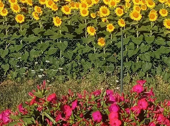 Casa Marblu Via Cairoli, 47 Pensjonat 3*