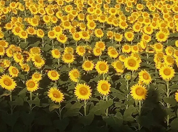 Pensión Casa Marblu 3*